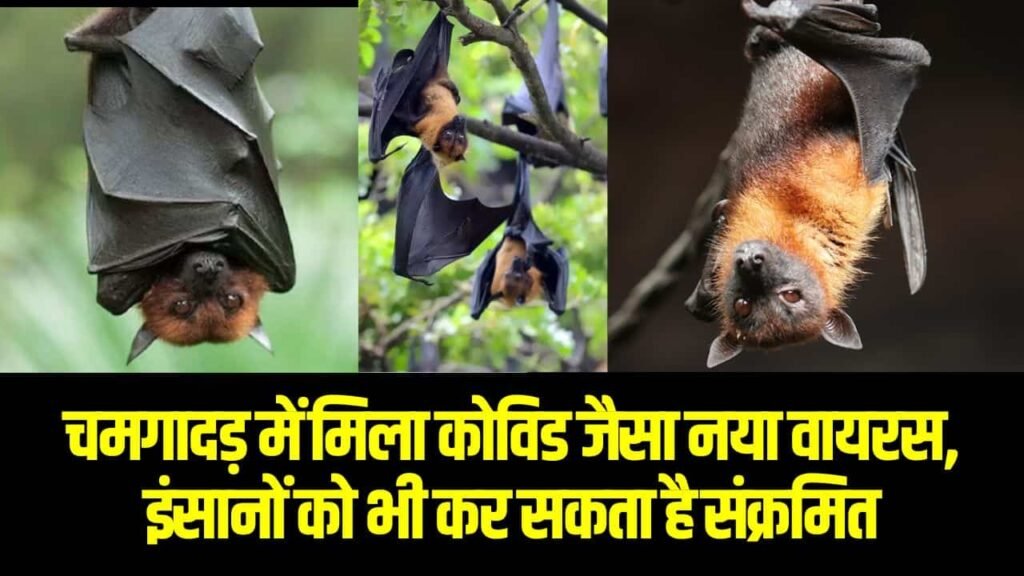 New Bat Virus News- क्या है नया चमगादड़ वायरस, जाने लक्षण